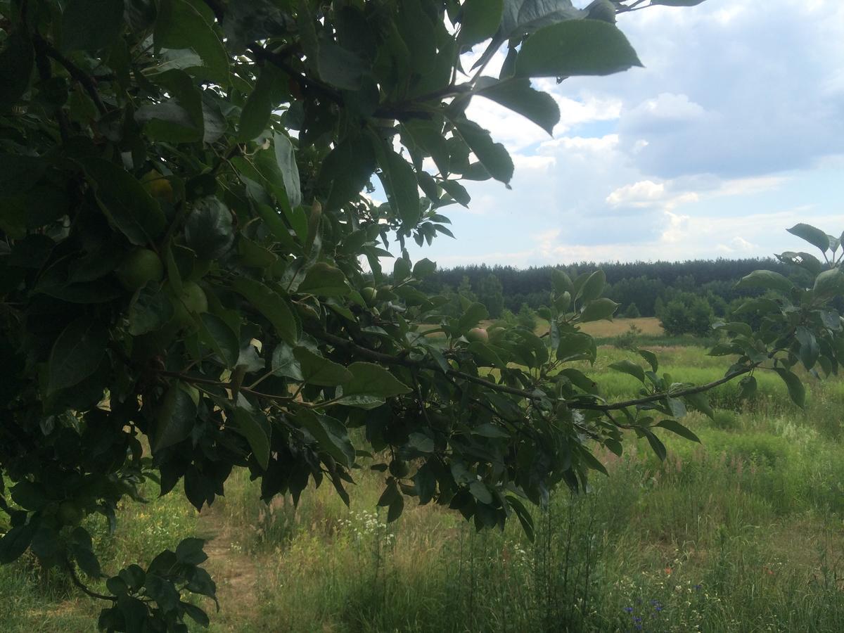 Chamedafne W Puszczy Kampinoskiej Brochów Exteriér fotografie
